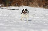 BOULEDOGUE FRANCAIS 937